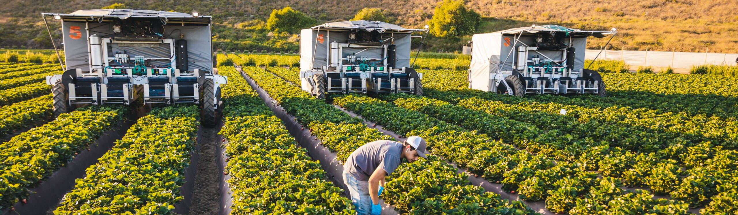 Аэрофотоснимок сельскохозяйственного поля с фермером на переднем плане, наклонившимся для осмотра урожая, и тремя большими автоматизированными сельскохозяйственными машинами, работающими в параллельных рядах зеленых культур на заднем плане