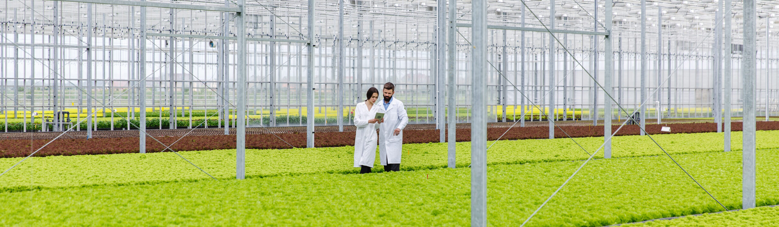 Внутренний вид большой коммерческой теплицы с металлическим каркасом и стеклянными панелями, где два человека в белых халатах идут среди рядов ярко-зеленых листовых культур, растущих в организованных грядках